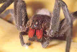 Phoneutria fera, the Brazilian wandering spider