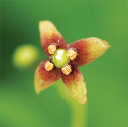 Wildflower Croomia