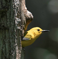 Yellow-and-black Prothonotary Warblers bird
