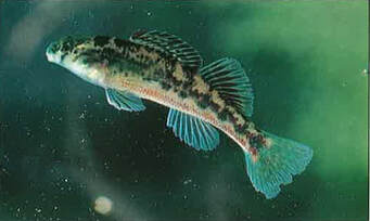 A small multi-colored darter fish.