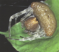 A female blas spider