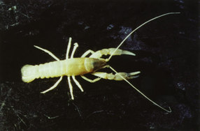 The blind, white cave crayfish