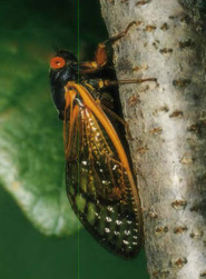 Alabama cicada