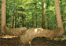 Alabama Heritage_Nature Journal Larry Davenport_Bankhead National Forest
