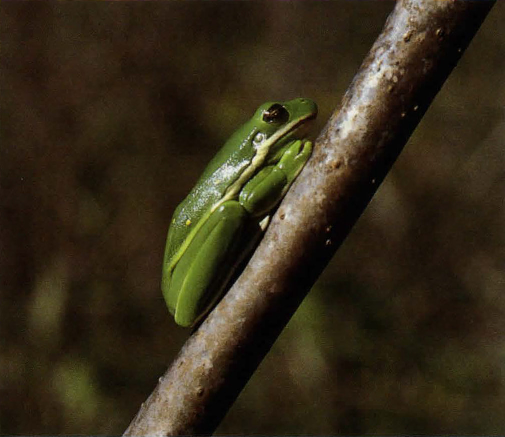 On a brown tree branch sits a lime green frog. The frog has one black eye that is showing.