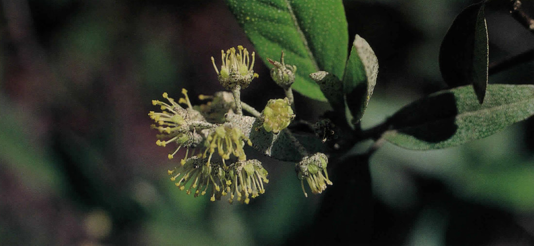 A cluster of spikey buds is shown in a pale green-yellow color.