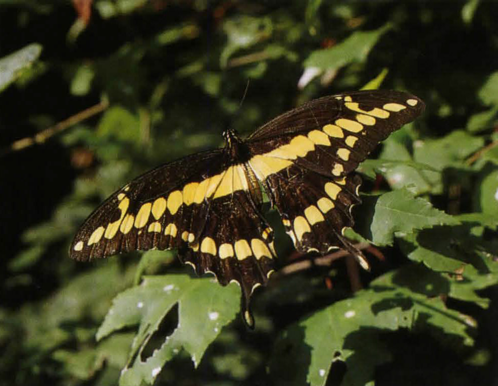 A duel-colored large butterfly rests on green leaves of a tree. The butterfly is black and yellow in color.