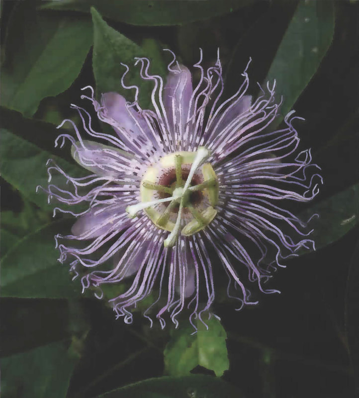 A purple flower with a pale yellow center is shown against dark green leaves.