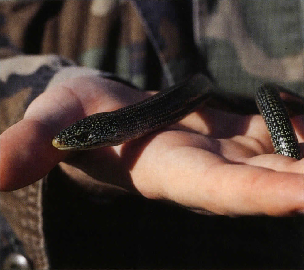A dark-colored, white spotted snake-like lizard is held by someone's hand. The lizard does not have legs or feet, which is why it appears like a snake.