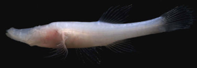 Picture of cavefish swimming in dark water