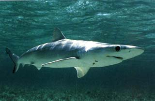 Picture of Atlantic Sharpnose shark swimming in shallow water