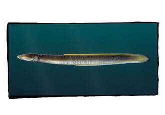 picture of American eel in water