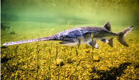 Picture of American paddlefish swimming