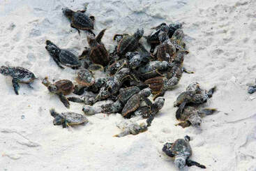 Picture of turtle hatchlings crawling out of nest