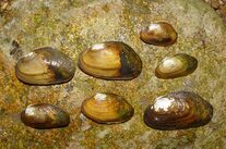 Picture of Tennessee heelsplitter mussels on a rock