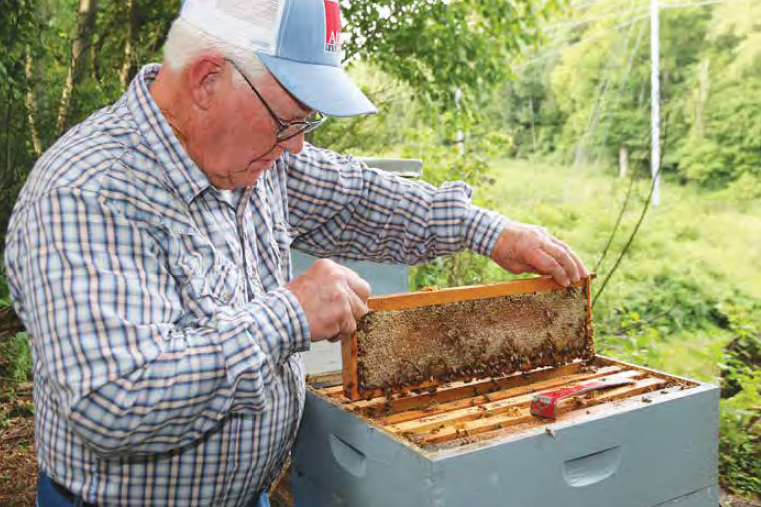 Alabama honeybees