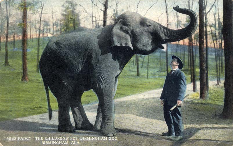 Avondale Miss Fancy Elephant