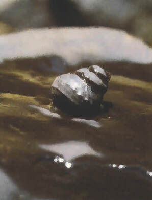 On a grey-brown rock rests a snail. The snail, although not shown outside of its shell, is surrounded by water. The snail's shell is also brownish-grey.