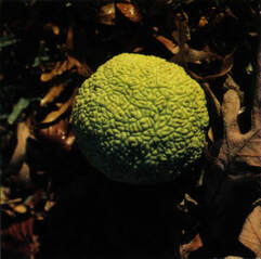 A circular lime green fruit on a dark leafy ground.