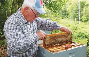Alabama honeybees