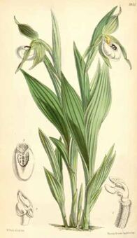 Botanical Illustration of White Lady's Slipper